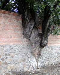 Tree in an Ajijic Wall